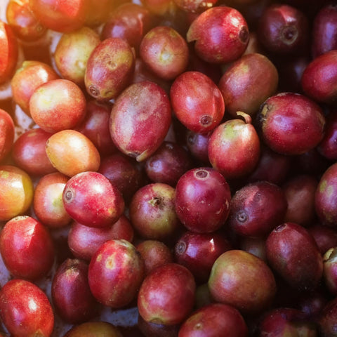 Generic Coffea arabica seeds sprouting in soil, hinting at a hardy perennial