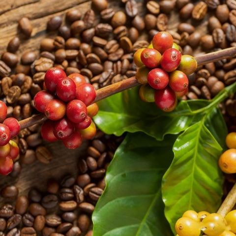 Generic Coffea seeds in a container, ideal for indoor or balcony growing