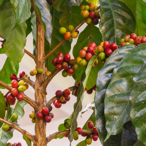 Generic Coffea seeds flowering stage, fragrant white blooms before cherries