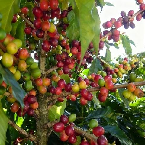 Generic Coffea seeds thriving in outdoor garden in warm, humid climates