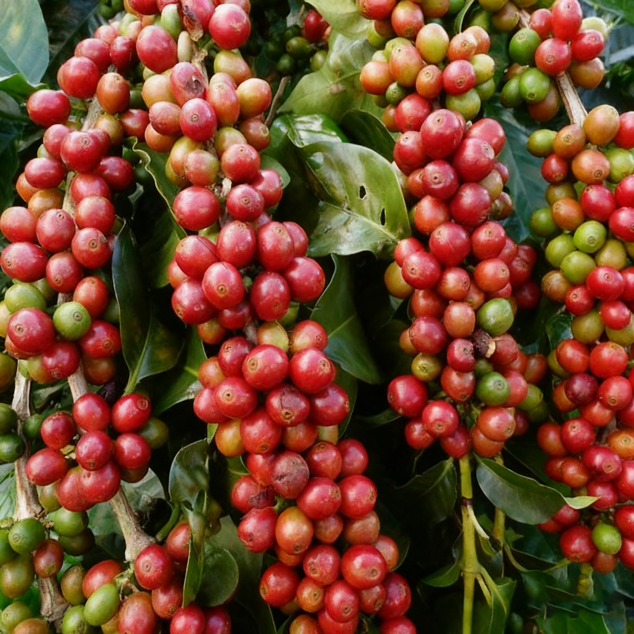 Generic Coffea seeds planting-pack for home garden with potential for fresh coffee plants