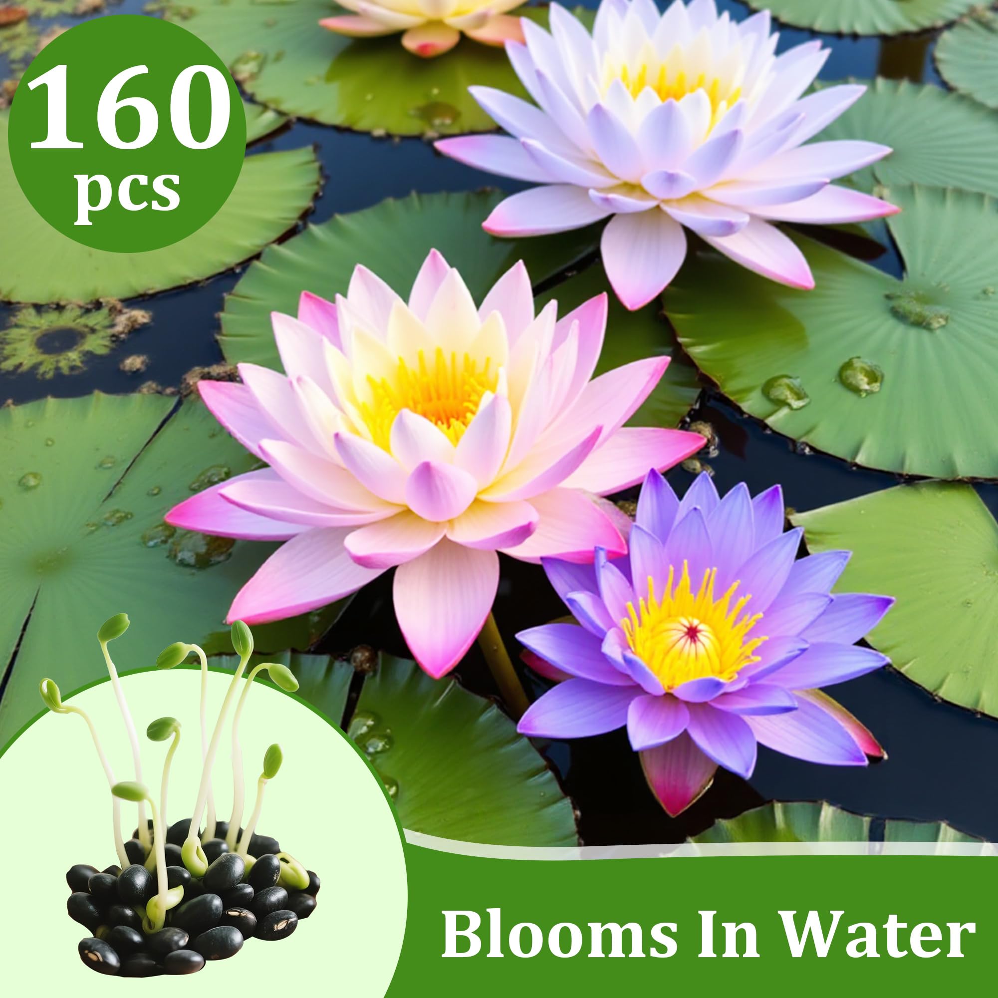 Generic varied lotus blooms pink white yellow add colorful pond decor.