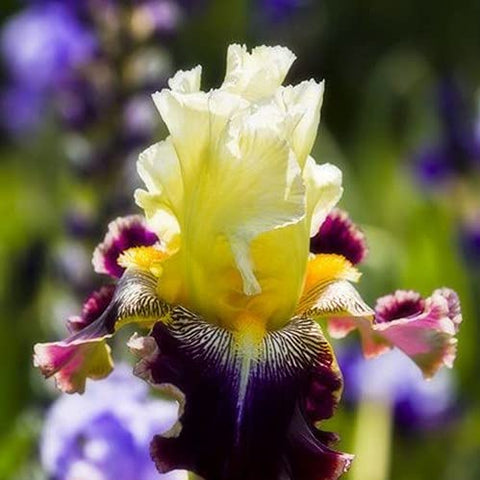 Generic color iris blooms transform garden spaces with vibrant color.
