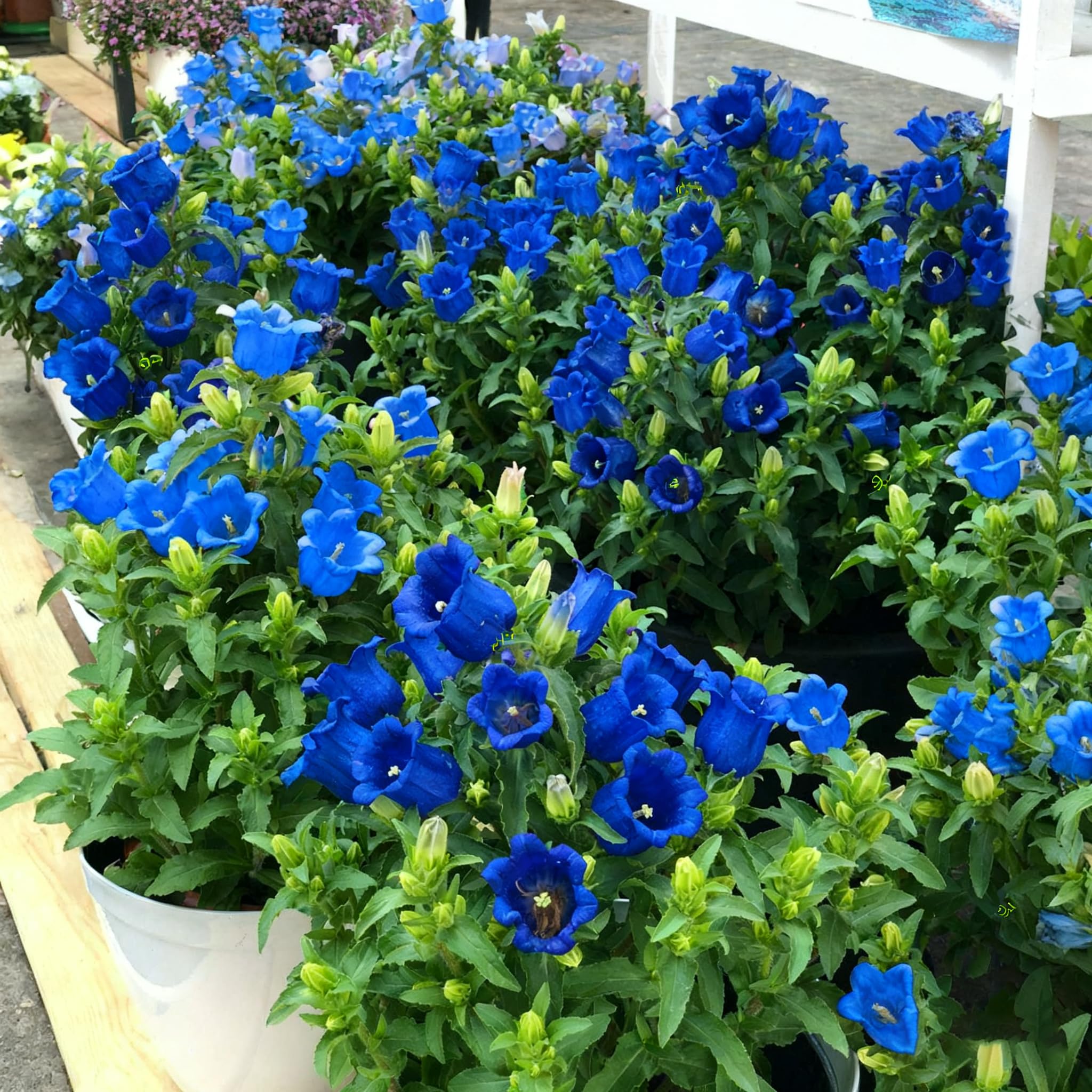 Generic cool-weather Campanula seeds thrive in moderate climates with steady moisture.