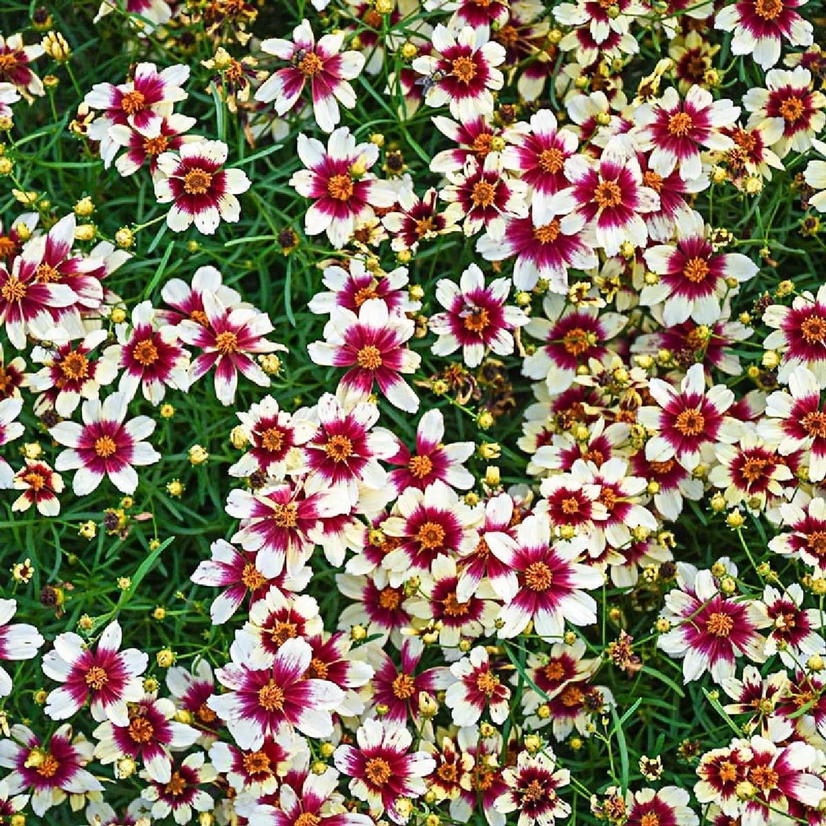 Generic Coreopsis Plains drought-tolerant planting thrives in hot sun with minimal watering