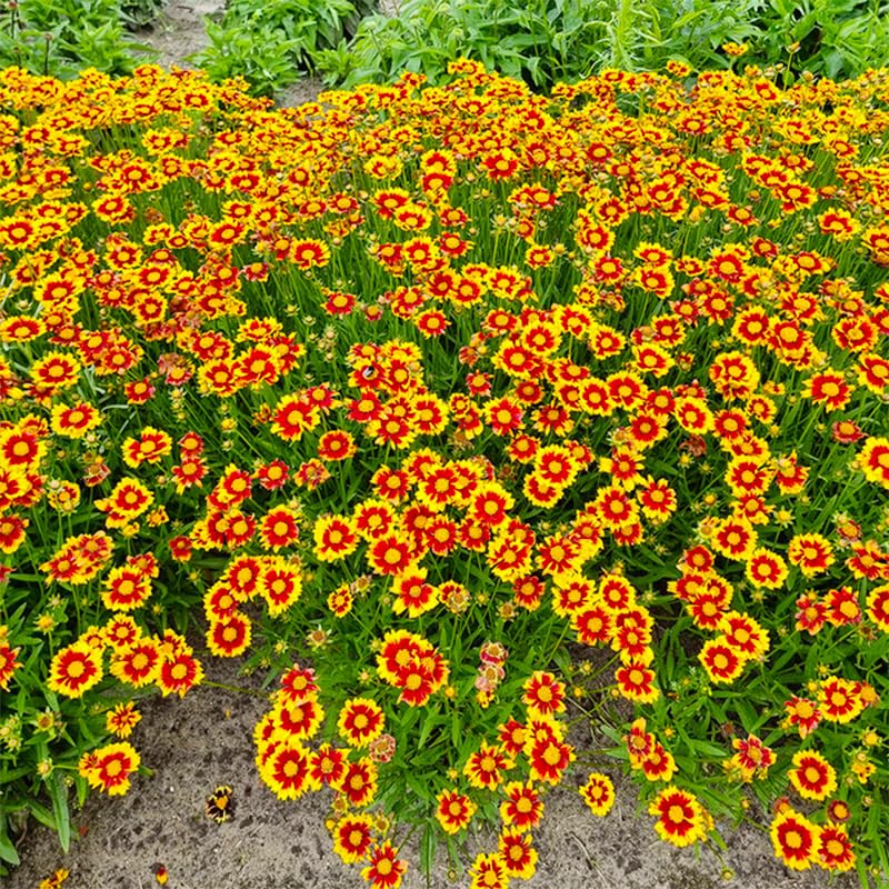Generic Coreopsis Plains garden bed flowers brighten borders with drought-friendly color