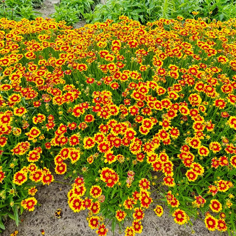 Generic Coreopsis Plains garden bed flowers brighten borders with drought-friendly color