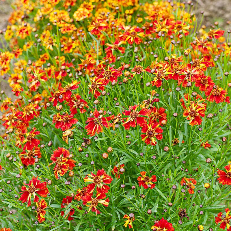 Generic Coreopsis Plains pollinator-friendly flowers brighten wildflower meadows