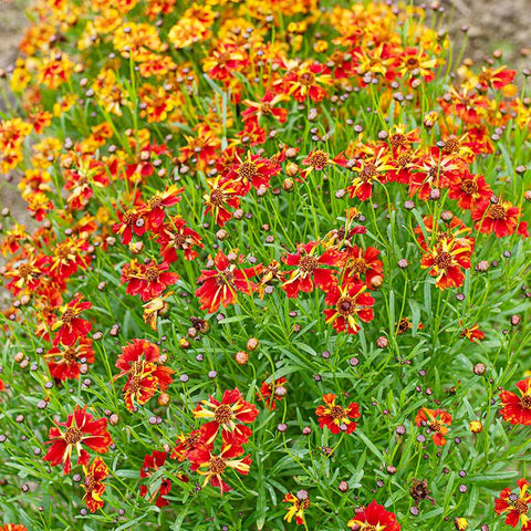 Generic Coreopsis Plains pollinator-friendly flowers brighten wildflower meadows
