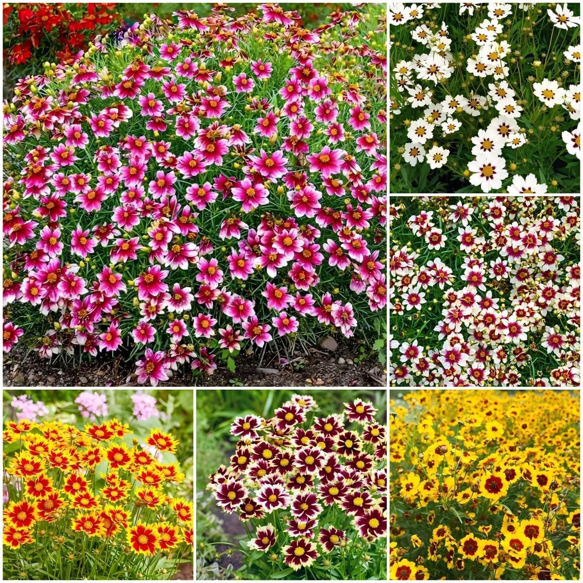 Generic Coreopsis Plains wildflower seeds pack for easy, vibrant meadow displays