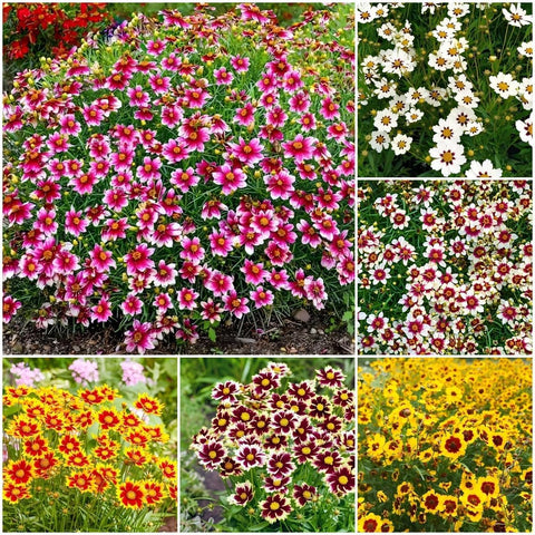 Generic Coreopsis Plains wildflower seeds pack for easy, vibrant meadow displays