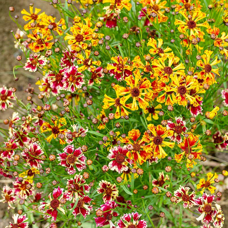 Generic Coreopsis Plains yellow blooms attract butterflies and pollinators in gardens