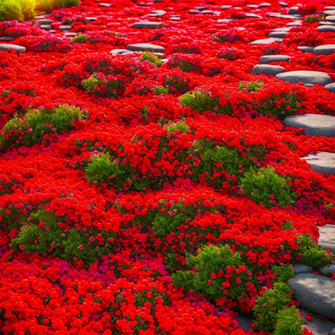 Generic creeping thyme blooms in summer, attracting pollinators for gardens.
