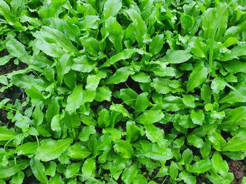 Generic Culantro leaves growing, ideal for soups and curries.