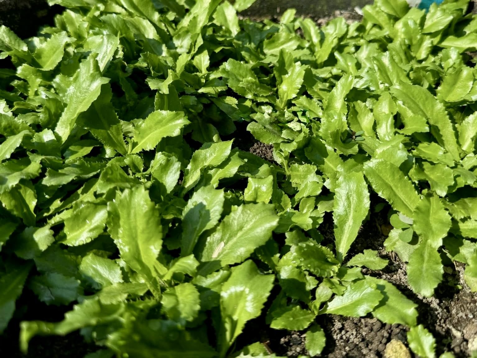 Generic Culantro leaf close-up highlighting aromatic use in recipes.