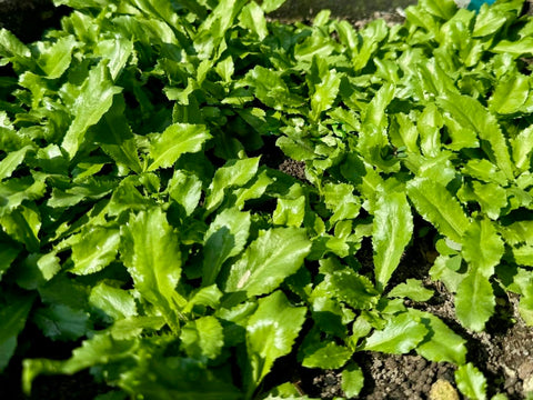 Generic Culantro leaf close-up highlighting aromatic use in recipes.