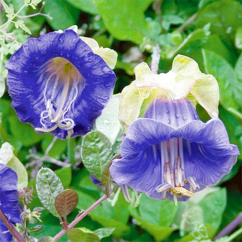 Generic Cup-and-Saucer Vine in bloom on a trellis for vertical garden appeal.
