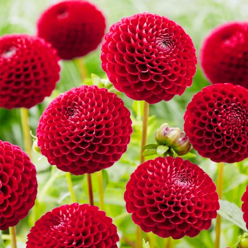 Container planting view of dahlia pompon seeds for striking displays.