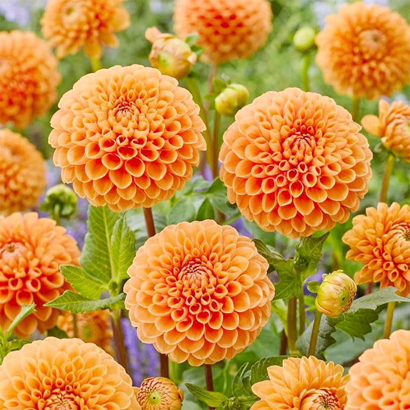 Close-up of pompon blooms ready for cut arrangements with sturdy stems.