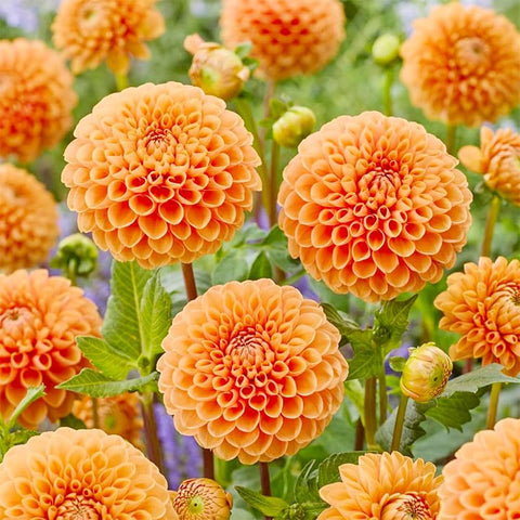 Close-up of pompon blooms ready for cut arrangements with sturdy stems.