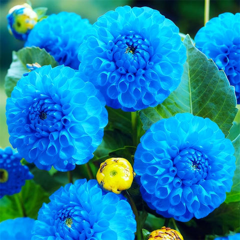 Vibrant dahlia pompon colors brighten garden borders and containers.