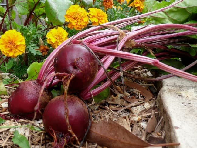 Generic Detroit dark red beet seeds ready for row planting in home garden.