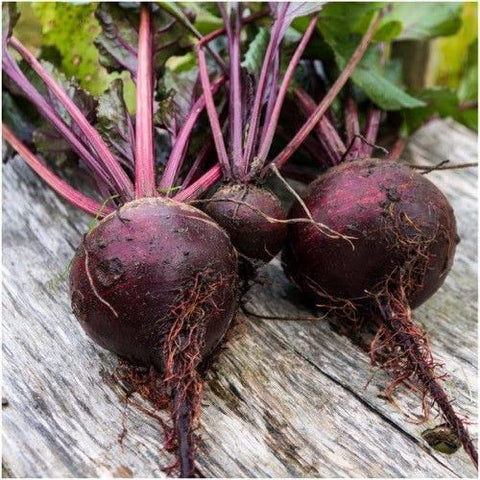 Generic Detroit dark red beet roots harvest ready, vibrant and globe-shaped.