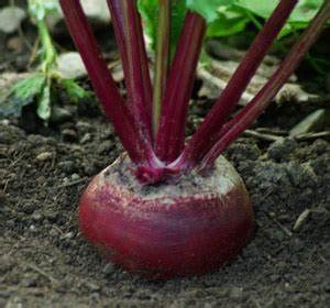 Generic Detroit dark red beet seeds pack for bulk home gardening.