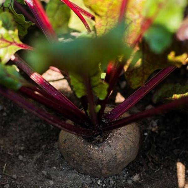 Detroit beet seeds close-up detail showing tiny seeds for precise sowing.