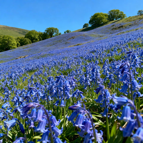Generic Campanula seeds are ideal for surface sowing in borders and containers.