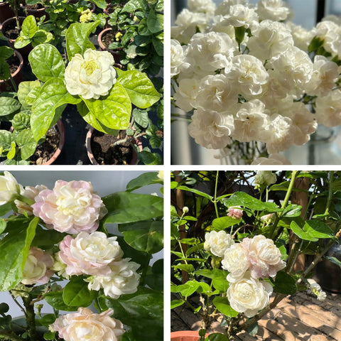 Generic double-jasmine-seeds-pack-400-viable seeds ready for rapid vertical growth and privacy.