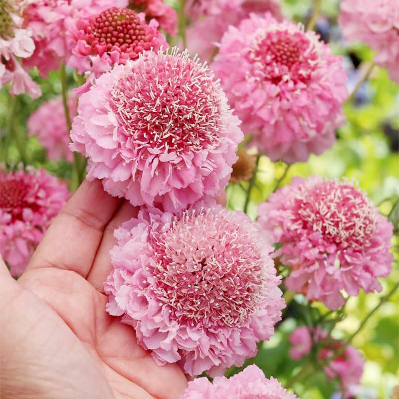 Generic 220+ Dwarf Double Scabiosa thriving in border or cottage garden beds.