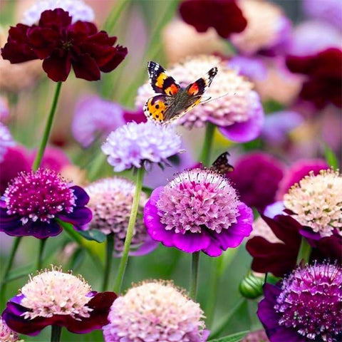 Generic 220+ Dwarf Double Scabiosa cut flowers ideal for bouquets and displays.
