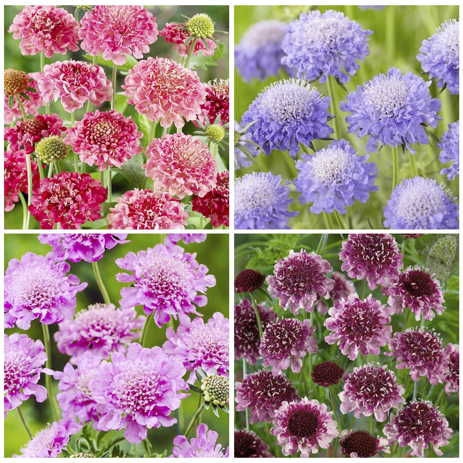 Generic 220+ Dwarf Double Scabiosa pincushion bloom in a sunny border adds texture.