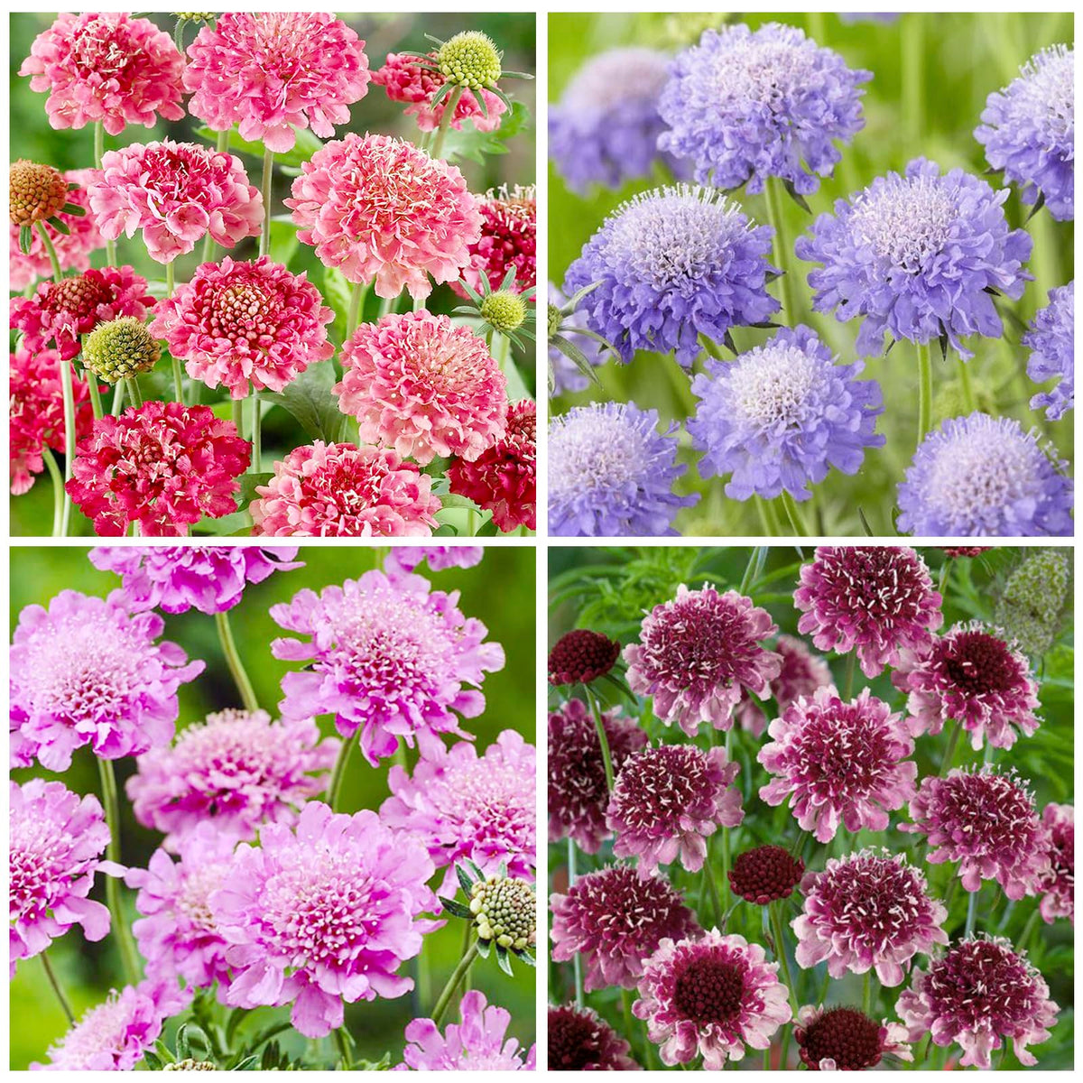 Generic 220+ Dwarf Double Scabiosa pincushion bloom in a sunny border adds texture.
