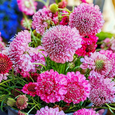Generic 220+ Dwarf Double Scabiosa seed packet close-up for border planning.