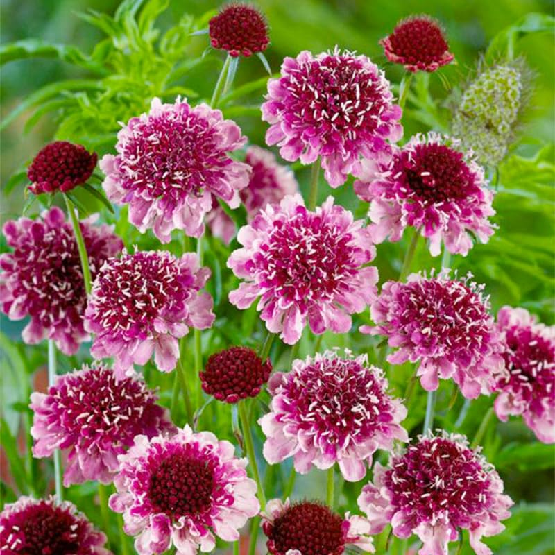 Generic 220+ Dwarf Double Scabiosa bloom ready for vase in long-lasting arrangements.
