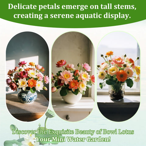 Generic easy-grow lotus seeds for ponds offer lush seasonal color.