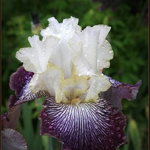 Generic iris seeds easy to grow, suitable for beginners.