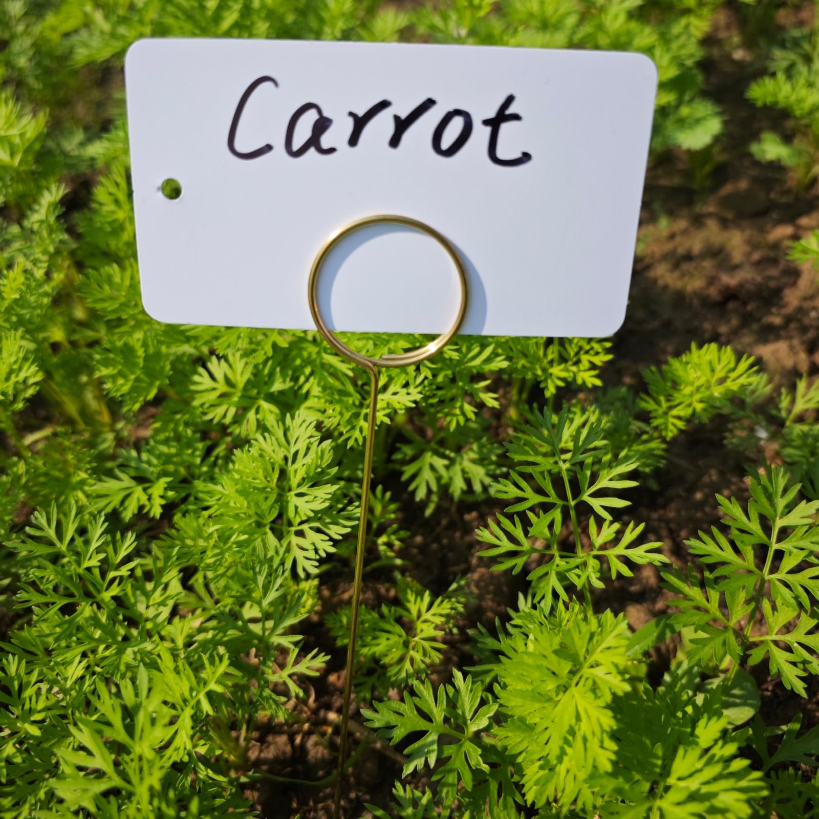 Generic easy wipe-clean reuse for seasonal labeling