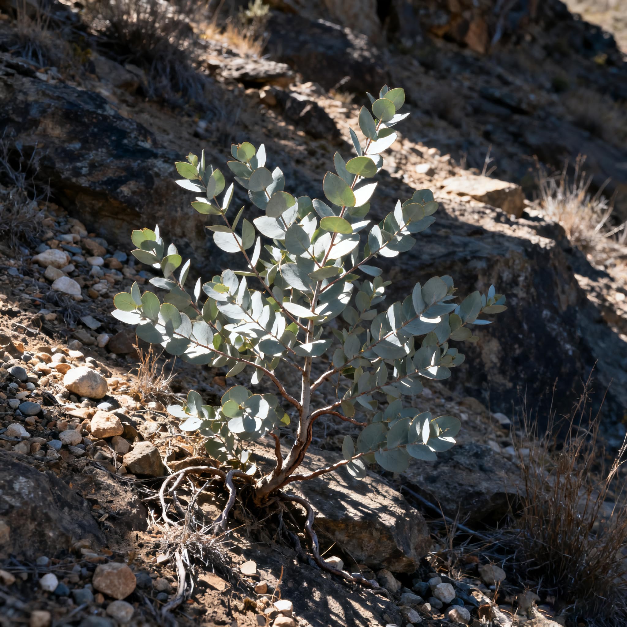 Generic Eucalyptus Cinerea aromatic branches suitable for fresh or dried arrangements.