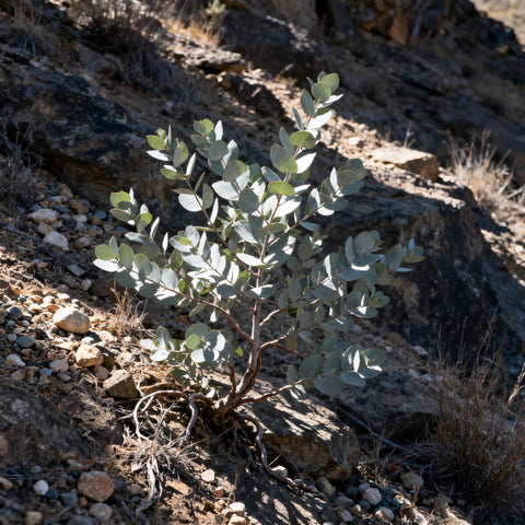 Generic Eucalyptus Cinerea aromatic branches suitable for fresh or dried arrangements.