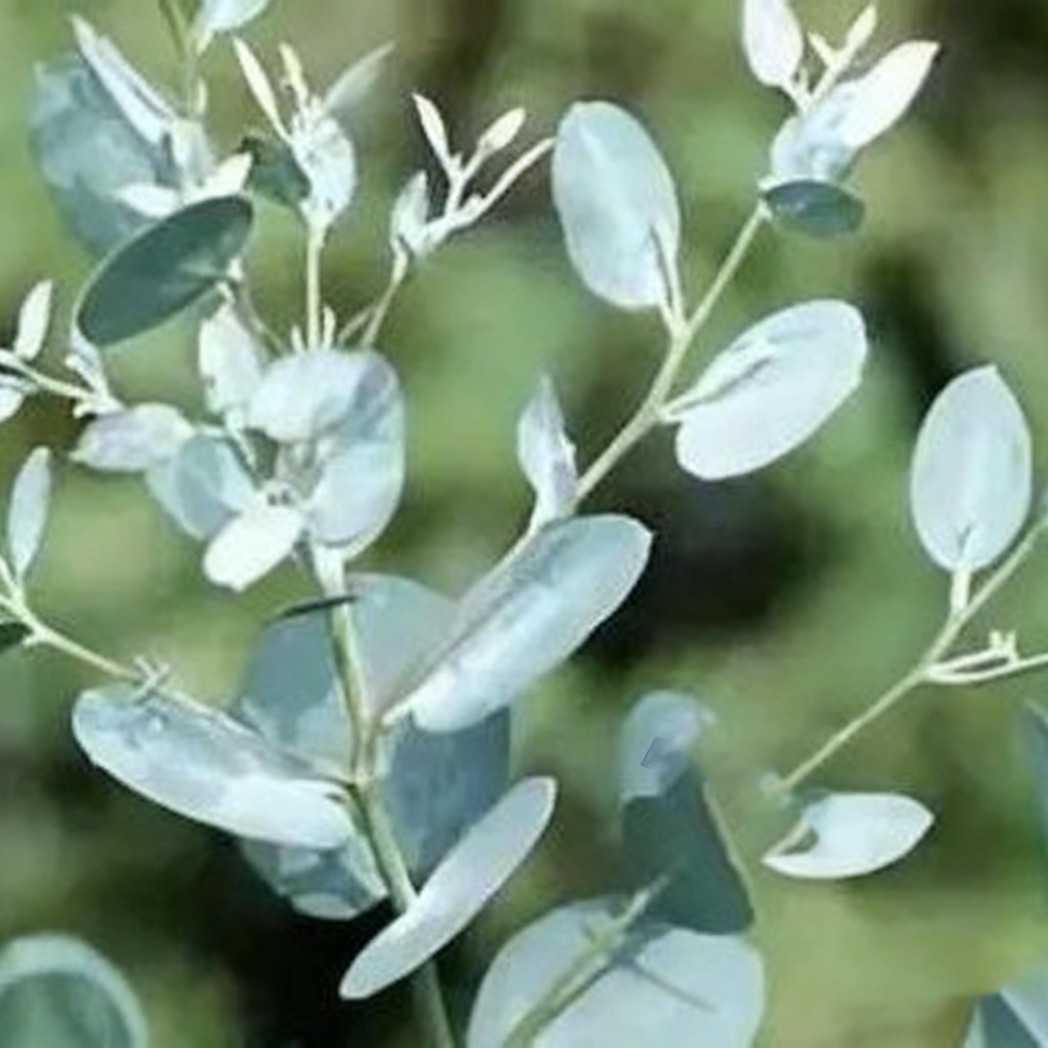 Generic Eucalyptus Cinerea container plant versatile for pots and balcony layouts.