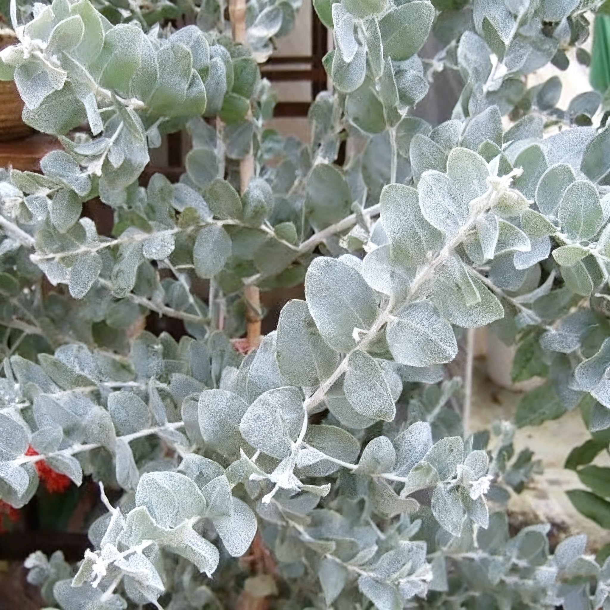 Generic Eucalyptus Cinerea cut foliage adds texture to bouquets and displays.
