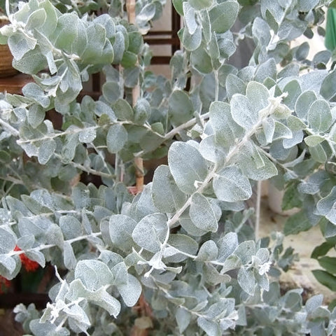 Generic Eucalyptus Cinerea cut foliage adds texture to bouquets and displays.