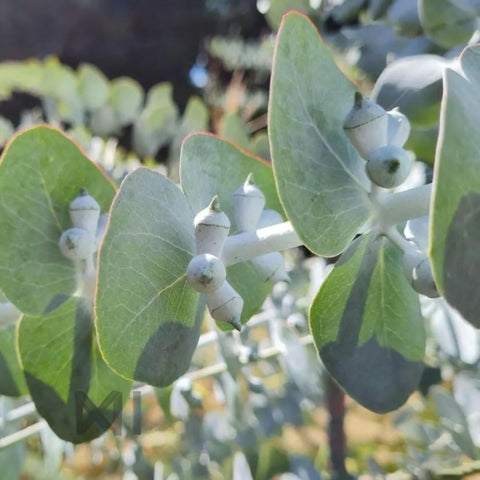 Generic Eucalyptus Cinerea drought-tolerant plant ideal for water-wise gardens.