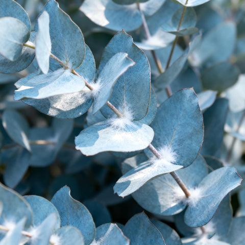 Generic Eucalyptus Cinerea seedling growth shows fast establishment in small spaces.
