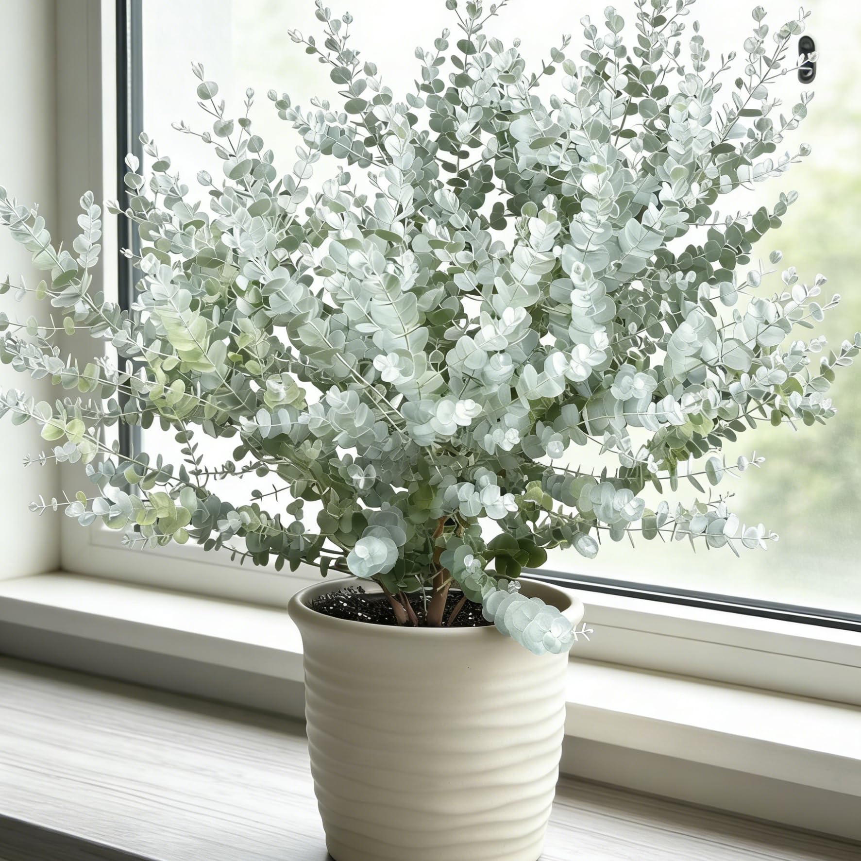 Generic Eucalyptus Cinerea seeds pack—quick start for ornamental landscaping.