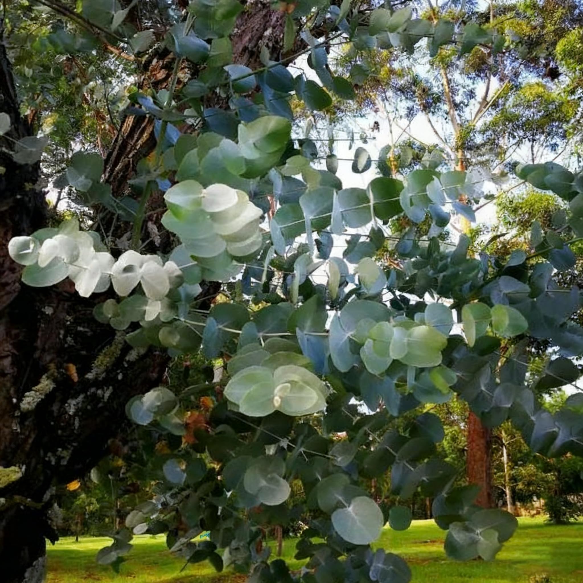 Generic Eucalyptus Cinerea silver-foliage closeup highlights round, silvery-blue leaves.