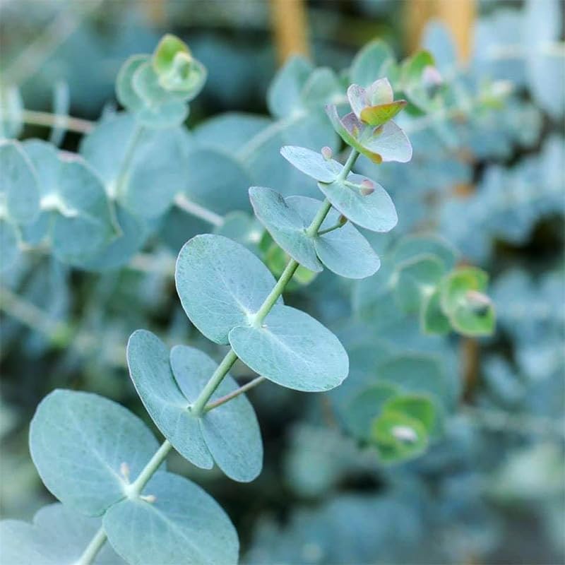 Generic Eucalyptus Seeds Silver Dollar germination close-up showing sprouting potential.